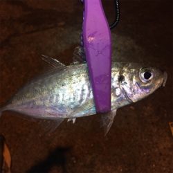 大阪湾奥アジング 中アジの回遊