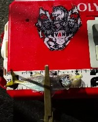 アジング練習 213