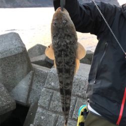 フラットフィッシュに挑戦