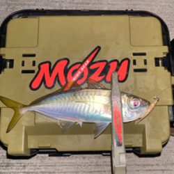 関門のマメアジ