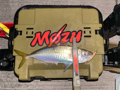 関門のマメアジ