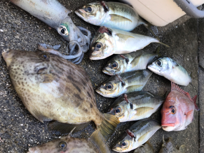 全集中、五目釣りの呼吸。