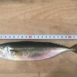 サバ、アジ、そして‥