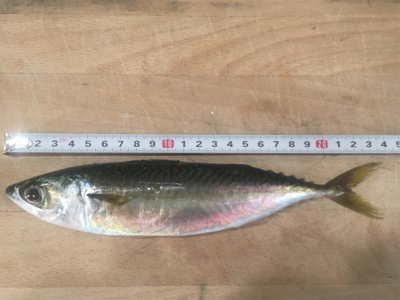 サバ、アジ、そして‥