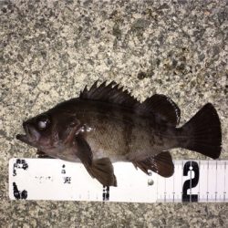 明石でライトゲーム