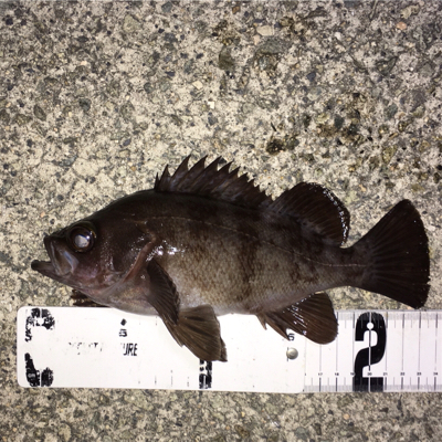 明石でライトゲーム