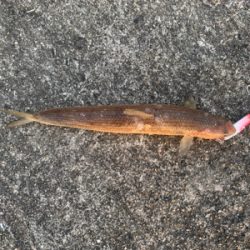 ショアジギングしました