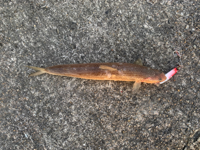 ショアジギングしました