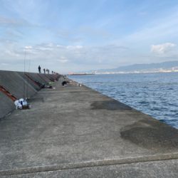 青物　好調のはずが？