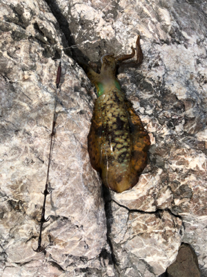 釣り納のはずが！