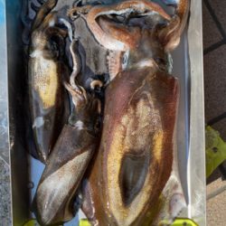 ティップラン本格か？