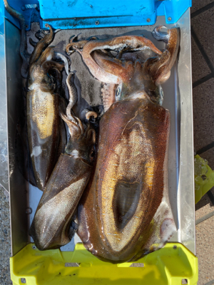 ティップラン本格か？