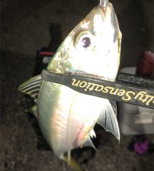 アジングナイト(快釣❗)