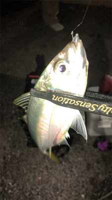 アジングナイト(快釣❗)