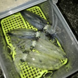 ヒイカ調査、木材港にて(^^)