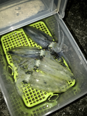 ヒイカ調査、木材港にて(^^)