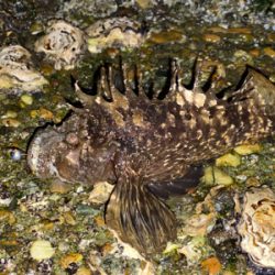 抱卵ガシラ＋α