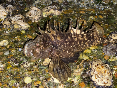 抱卵ガシラ＋α