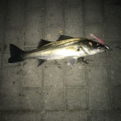 コスモスクエア釣果