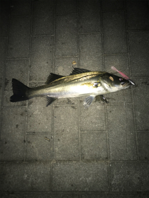 コスモスクエア釣果