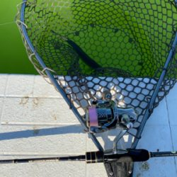 トラウト　半袖レベルの暑さ