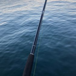 サワラ サイズが多かった!