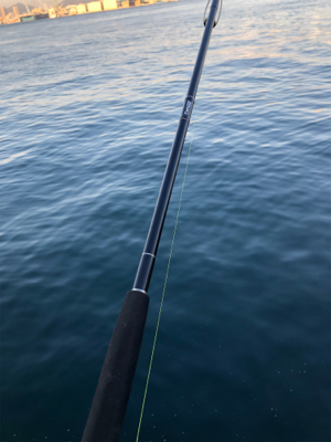 サワラ サイズが多かった!