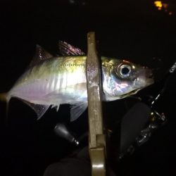 アジング練習 215