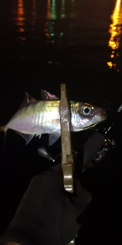 アジング練習 215