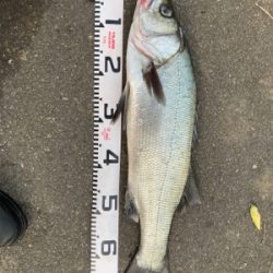 仕事前の朝マズメ！！ヒラスズキ釣果！！