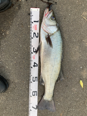 仕事前の朝マズメ！！ヒラスズキ釣果！！