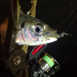 アジング練習 216