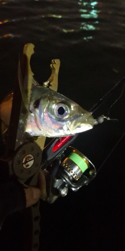 アジング練習 216