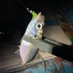 久しぶりに豆アジング