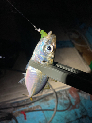 久しぶりに豆アジング