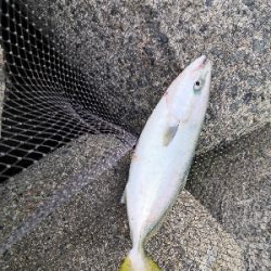 サゴシとハマチ