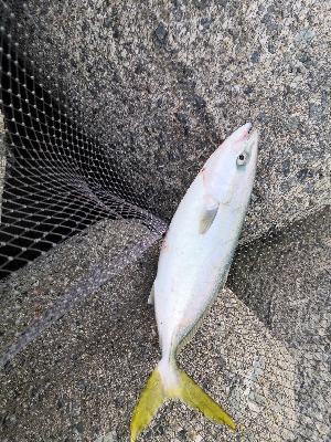 サゴシとハマチ