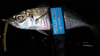 仕事帰りにちょこっと癒されに行きました