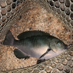 久々のアジング