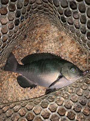 久々のアジング