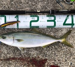 青物を求めて。