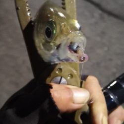 アジング練習 217