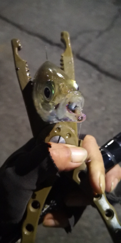 アジング練習 217