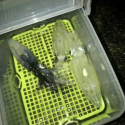 爆風の中ヒイカ釣りσ(^_^;)