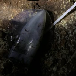 南紀白浜アオリイカ