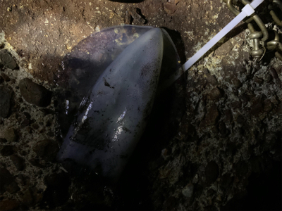 南紀白浜アオリイカ