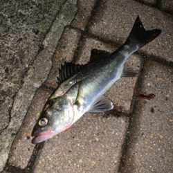 港区マイポイントでアジング