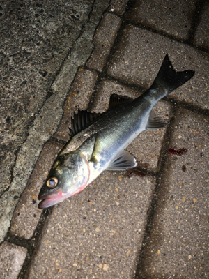 港区マイポイントでアジング