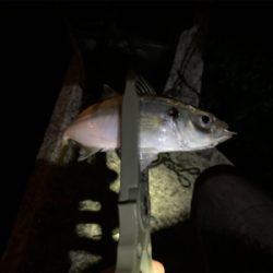 終業後、アジング修行。