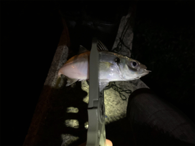 終業後、アジング修行。